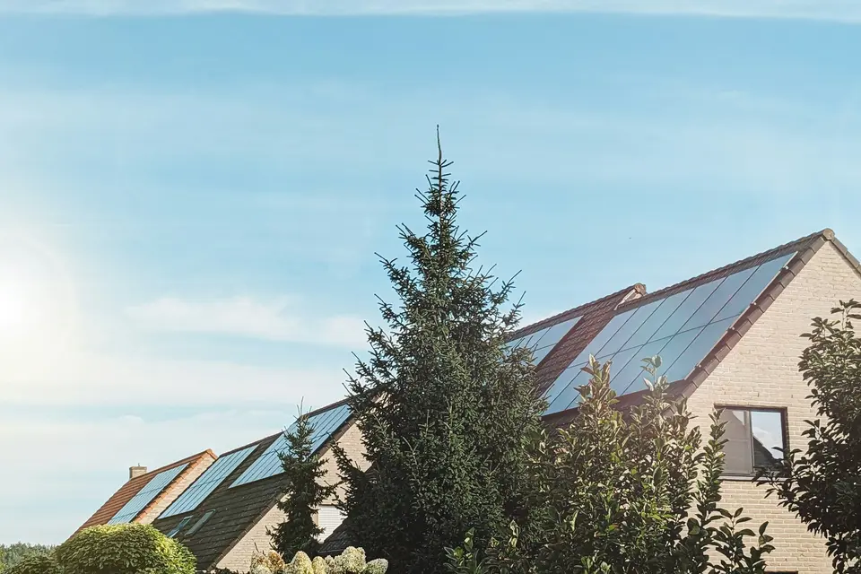 Daken van bakstenen rijtjeshuizen met zonnepanelen in de middagzon, met een spar ervoor (Sint-Amandsberg, Gent)